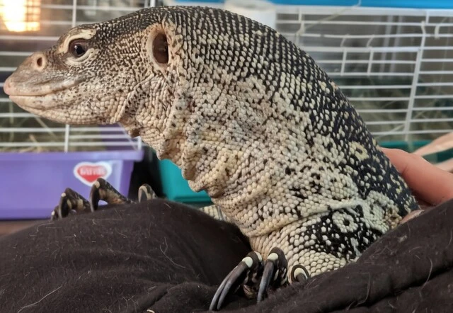 Nile monitor lizard